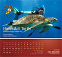 Photo of merchandise 2008 KSDC Underwater Calendar