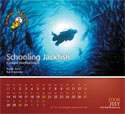 Photo of merchandise 2008 KSDC Underwater Calendar