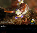Photo of merchandise 2010 Underwater Photos Calendar